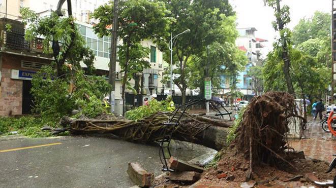Cây lớn đổ chắn ngang đường Tô Hiến Thành trong bão số 3.