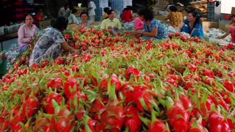 Năm 2017, Ấn Độ đã bỏ lệnh cấm nhập khẩu 6 loại rau quả của Việt Nam - Ảnh minh hoạ.