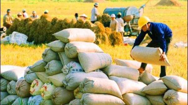 Xuất khẩu gạo đang giảm đáng kể.