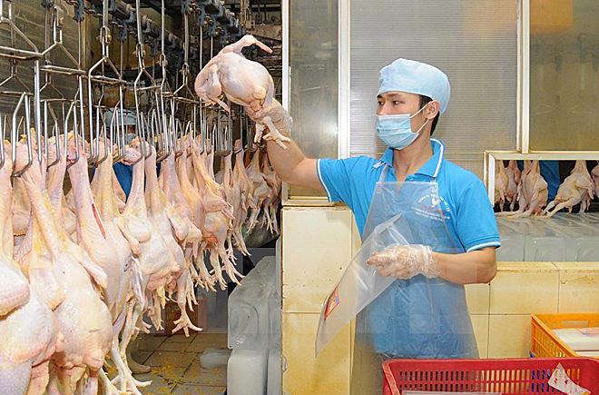 Việt Nam chính thức xuất khẩu lô gà chính ngạch sang Nhật Bản.