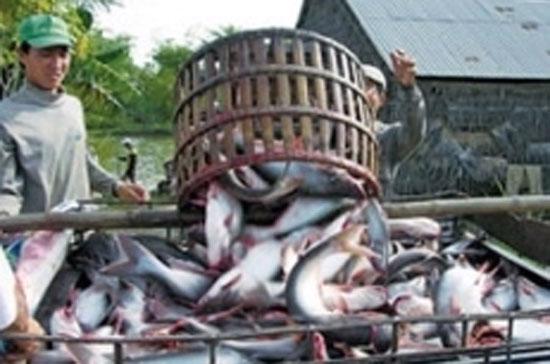 VASEP cam kết đến giữa tháng 7 sẽ thu mua hết số cá tồn trong dân. 