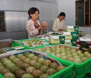 Cần sự liên kết chặt chẽ giữa các doanh nghiệp để nâng giá trị xuất khẩu nông sản.