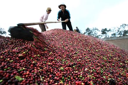 Một lần nữa Ngân hàng Nhà nước khẳng định sẵn sàng nguồn vốn và chính sách lãi suất ưu đãi cho tái canh cây cà phê, nhưng chưa biết khi nào mới giải ngân vì chờ Bộ Nông nghiệp và Phát triển nông thôn quy hoạch.<br>