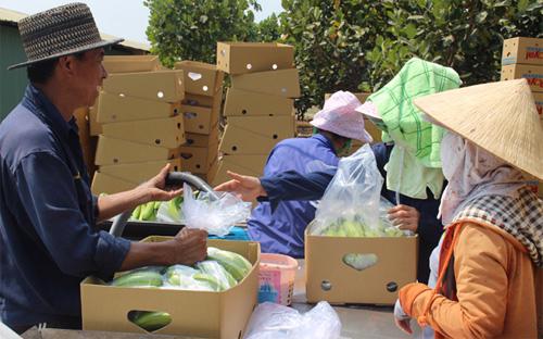 Chuyên gia Philippines hướng dẫn công nhân đóng gói chuối xuất khẩu sang Hàn Quốc tại Unifarm - Ảnh: T. Mạnh.