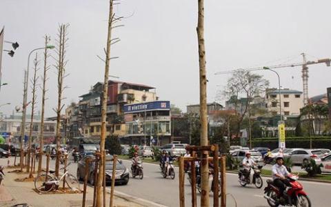 Hàng cây mới thay thế trên đường Nguyễn Chí Thanh, Hà Nội.<br>
