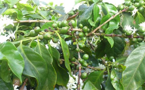 Nhờ khả năng trồng xen canh, cây mắc ca hoàn toàn có thể "chung sống hòa bình" trên cùng một khu đất với cà phê.