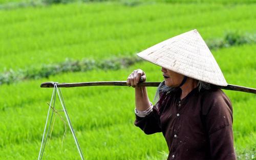 Trong năm 2013, cả nước đã gieo trồng được 7,9 triệu ha lúa, năng suất 
trung bình đạt 55,8 tạ/ha, với tổng sản lượng lúa thu được là 44,05 
triệu tấn - Ảnh: Reuters.<br>