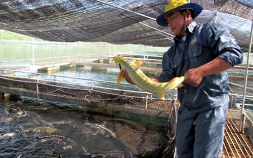 Tại Việt Nam, các giống cá tầm được nuôi hầu hết nhập về từ Nga hoặc châu Âu - Ảnh: TP.