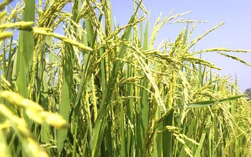 Trung Quốc tiêu thụ mỗi năm khoảng 120 triệu tấn gạo - Ảnh: Getty/CNBC.<br>