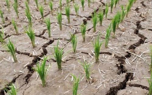 Một ruộng lúa ở Triều Tiên nứt nẻ vì hạn hán - Ảnh: EPA/BBC.<br>