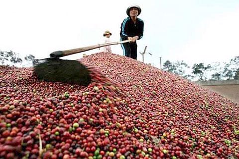 Để góp phần “trám” lỗ hổng tương lai của cà phê Tây 
Nguyên, Thống đốc Ngân hàng Nhà
 nước Nguyễn Văn Bình tuyên bố đã sẵn sàng lập chương trình cho vay tái 
canh với quy mô 12.000 tỷ đồng, yêu cầu Ngân hàng Nông nghiệp và Phát 
triển nông thôn (Agribank) trực tiếp giải ngân.