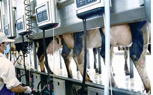 Về đầu ra, sữa tươi của trang trại đạt yêu cầu không có dư lượng thuốc 
kháng sinh, được cơ quan thú y địa phương chứng nhận không chứa mầm bệnh
 nào đối với người sử dụng.<br>