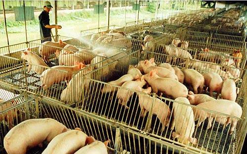 Hòa Phát sẽ đầu tư các trang trại chăn nuôi lợn để tối ưu hóa chuỗi giá trị đầu tư trong mảng nông nghiệp - Ảnh minh họa.<br>