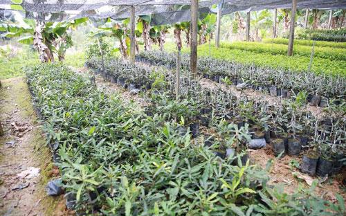 Ngay tại Thanh Hóa, hiện đã có hộ dân chủ động được với vườn giống cây mắc ca - Ảnh: Quang Thái.<br>