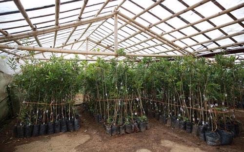 Lô cây giống đầu tiên trong kế hoạch mục tiêu 5.000 ha của Công ty Cổ phần Mía đường Lam Sơn - Ảnh: Quang Thái.<br>