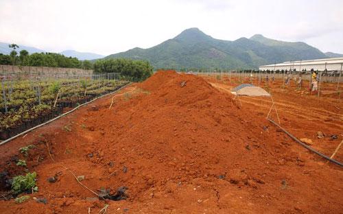 Một góc khu trại giống của công ty My Anh trên nền đất đỏ bazan tại Hướng Hóa (Quảng Trị) - Ảnh: Việt Hưng.<br>