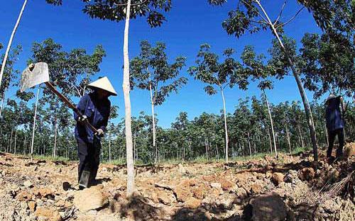  Việc thí điểm cho nông dân góp vốn bằng quyền sử dụng đất sẽ được áp dụng tại các doanh nghiệp thuộc Tập đoàn Cao su Việt 
Nam (VRG) để thực hiện dự án phát triển cây cao su trên địa bàn tỉnh Sơn La.<br>