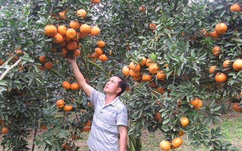 Nhiều hộ nông dân Hà Giang đã làm giàu được từ cây cam. 