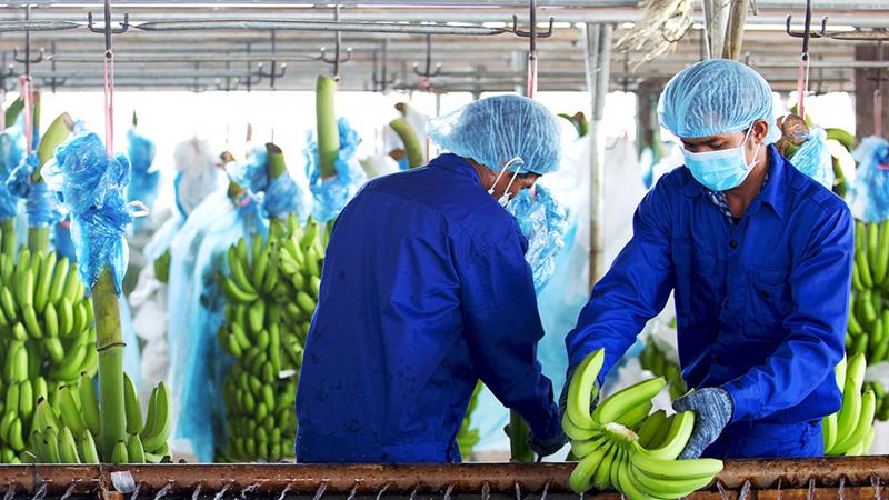 Doanh thu trái cây giảm 577 tỷ từ 692 tỷ còn 115 tỷ đồng do tập đoàn không còn hợp nhất doanh thu từ CTCP Nông nghiệp Quốc tế Hoàng Anh Gia Lai (HNG) và Nhóm các công ty con từ HNG.