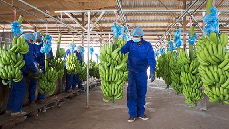 Quý 1, doanh thu bán trái cây của HNG giảm từ 301 tỷ hồi quý 1/2020 xuống còn 158,7 tỷ trong quý 1/2021.