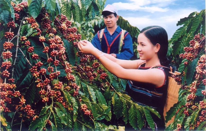 Coffee exports decline