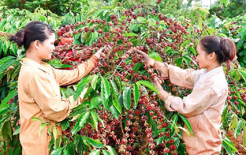 99% cà phê Việt xuất khẩu sang Nga là cà phê thô.