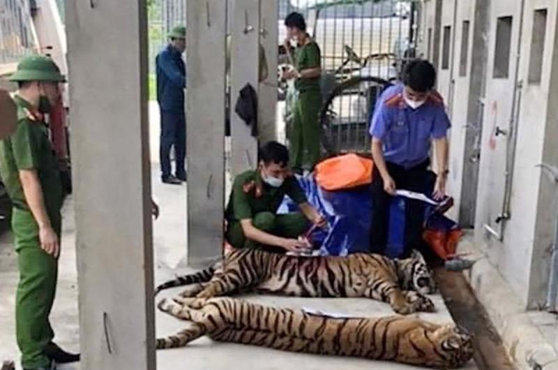 8 cá thể hổ bị chết ngoài ý muốn ngay sau khi được giải cứu tại Nghệ An.