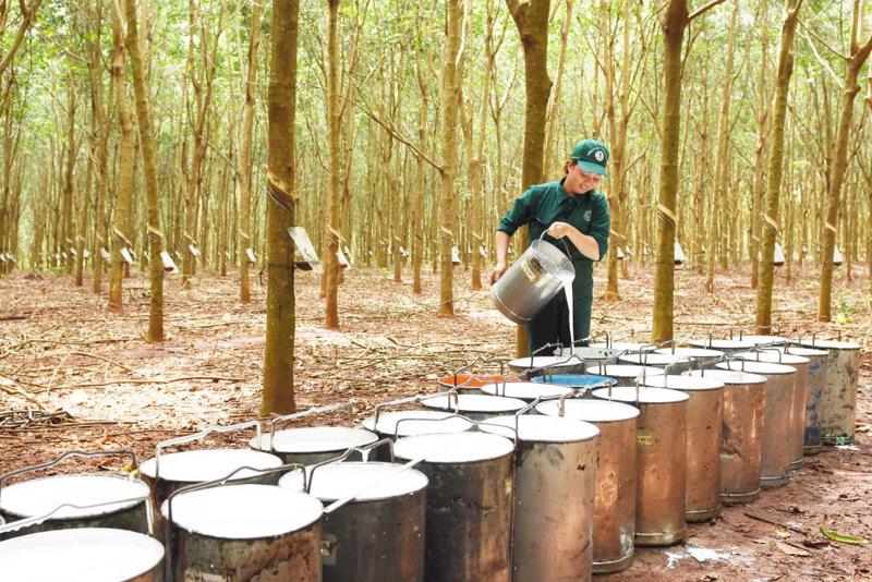 Rubber exports hit by quarantining