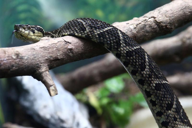 Rắn Jararacussu là một trong những loài rắn lớn nhất ở Brazil, có chiều dài lên tới 2 mét - Ảnh: Reuters.
