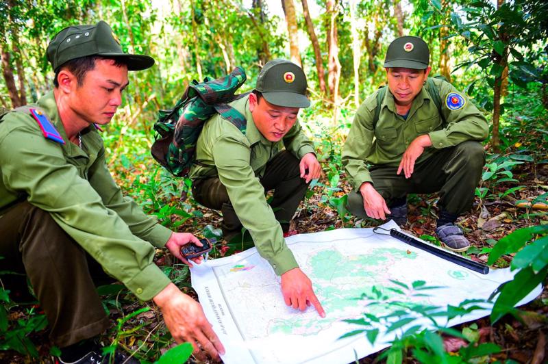 Tăng cường công tác bảo vệ rừng.