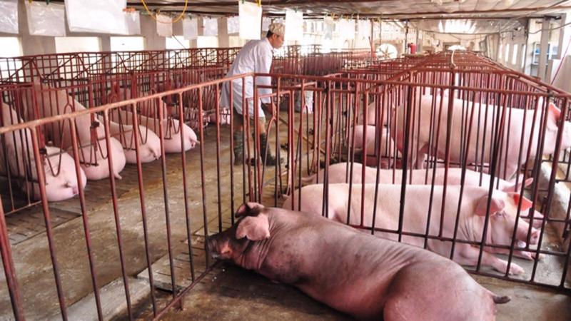Chu kỳ chăn nuôi lợn dài ngày, nên khó phản ứng kịp với biến động thị trường.