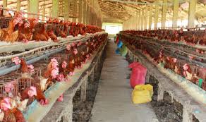 Livestock industry aiming to become billion-dollar exporter