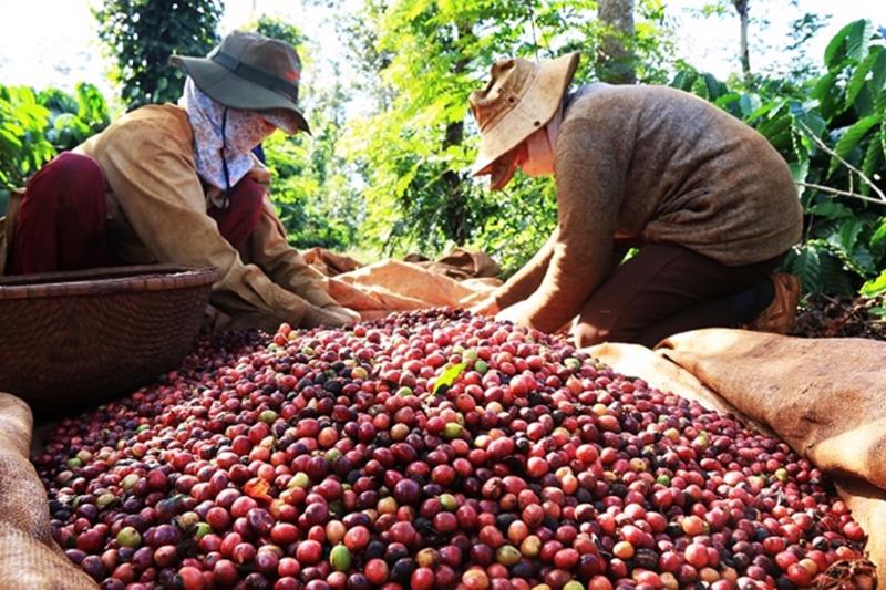 Nông dân trồng cà phê hứng khởi bước vào vụ thu hoạch mới.