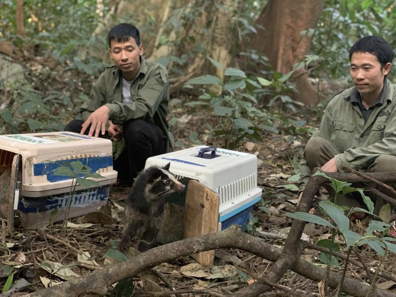 Một trong 62 cá thể Cầy vòi được thả vào rừng.