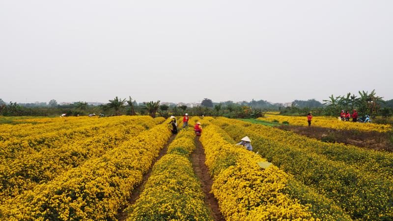 Tháng 12, cánh đồng cúc chi làng Nghĩa Trai, Hưng Yên trổ sắc vàng rực, thu hút nhiều du khách