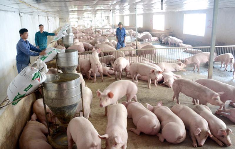 Giá lợn hơi được dự báo vẫn ở mức thấp trong năm 2022.
