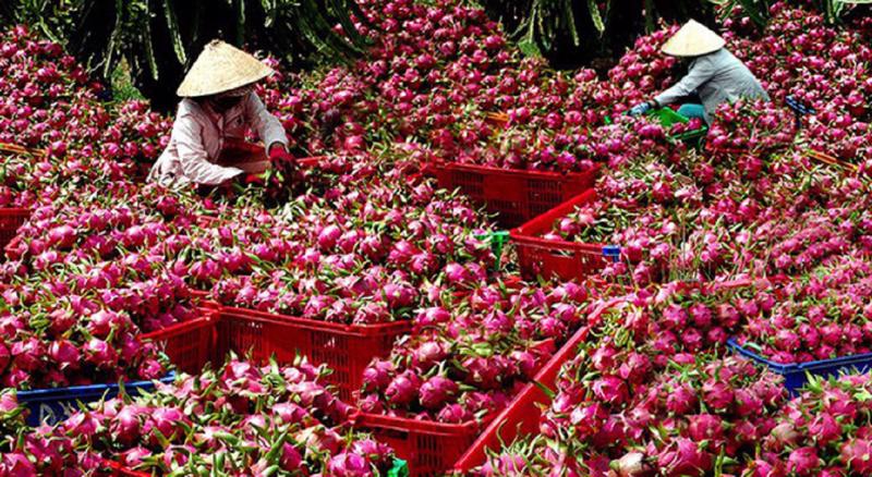 Bình Thuận có 33.500 ha trồng thanh long với sản lượng gần 695.000 tấn/năm.
