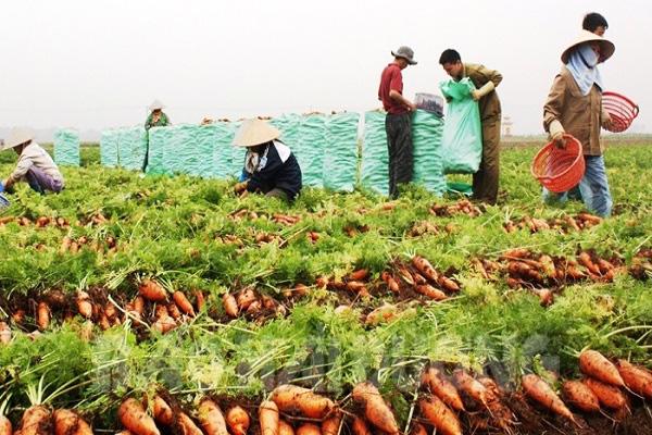Cà rốt của Hải Dương đang được thị trường Hàn Quốc đánh giá cao