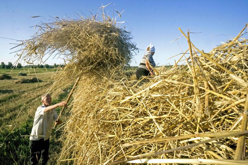 Thu hoạch lúa mì vụ hè tại Chernihiv, Ukraine tháng 8/2017 - Ảnh: Bloomberg/Getty Images