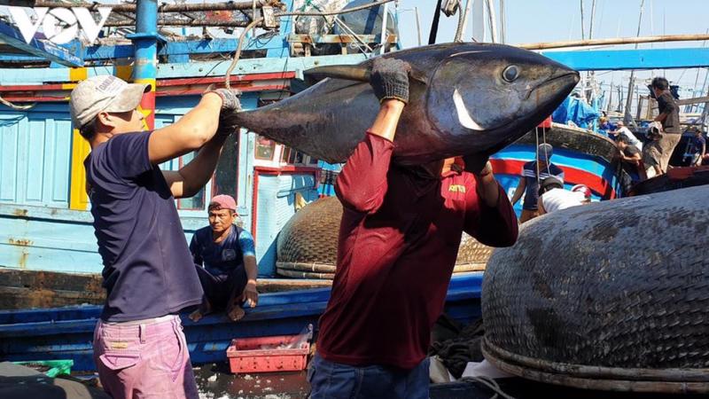 Xuất khẩu cá ngừ Việt Nam sang Ukraina, Nga đã bị ảnh hưởng lớn vì chiến sự