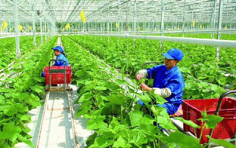 Việt Nam cần ưu tiên tăng cường sự tham gia của tư nhân vào phát triển nông nghiệp xanh, phát thải carbon thấp.