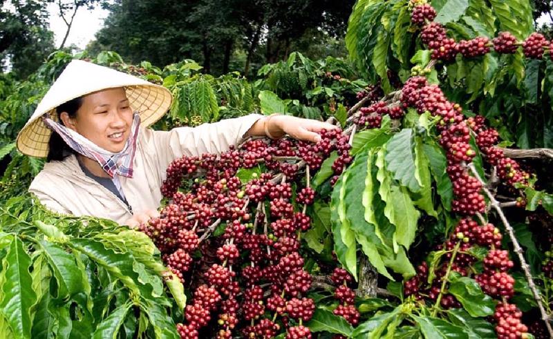 Cà phê xác lập kỷ lục mới về kim ngạch xuất khẩu - Nhịp sống kinh tế Việt Nam & Thế giới