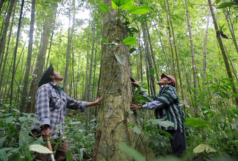 Đến nay, năng suất trồng rừng của Việt Nam bình quân đạt khoảng 15m3/ha/năm, nhưng so với rừng trồng ở các nước châu Âu, Mỹ vẫn còn quá thấp.