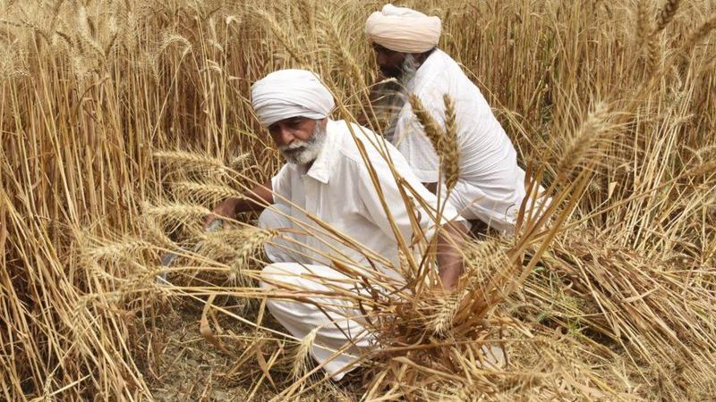 Thu hoạch lúa mì ở Ấn Độ - Ảnh: BBC.