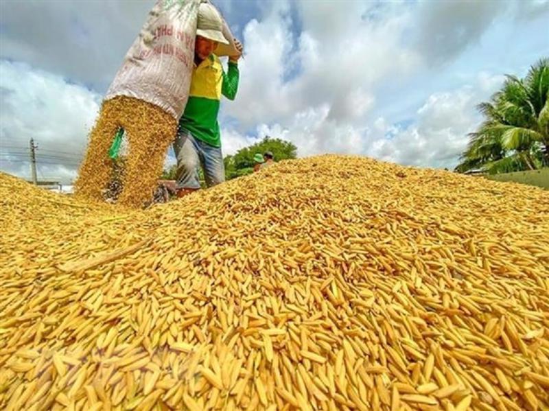 Sản lượng lúa gạo Đồng bằng sông Cửu Long chiếm 50% tổng sản lượng của cả nước.