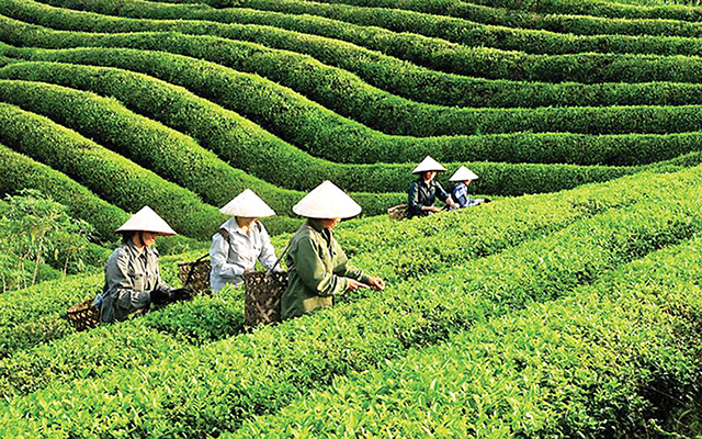 Sản phẩm chè của Việt Nam cũng đã được xuất khẩu tới hơn 70 quốc gia và vùng lãnh thổ.