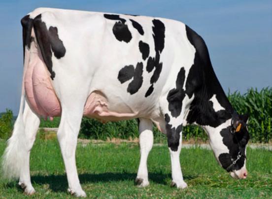 Giống bò #1 Net Merit Cow