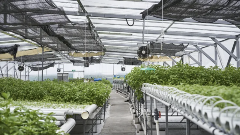 Một trang trại trồng rau trên mái nhà ở Singapore - Ảnh: Bloomberg/CNBC.