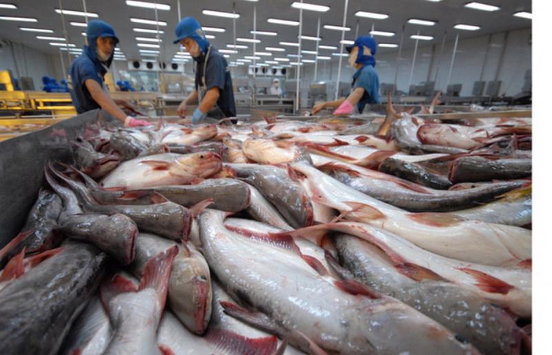 Xuất khẩu cá tra tăng mạnh nhờ giá bán tăng cao.