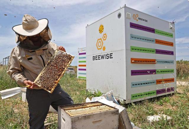 Xây dựng tổ ong công nghệ Beehome nhằm giải cứu ong khỏi tác động tiêu cực